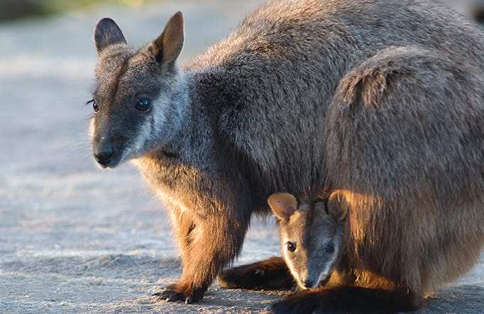 Brush-tailed rock-wallaby and her joey, Oxley Wild Rivers National Park. Photo: Michael Van Ewijk