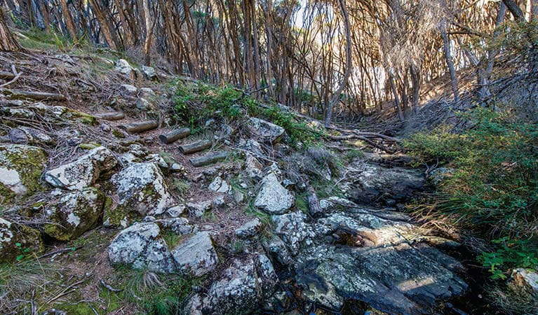 Rocky path through trees on Kangarutha walking track. Photo: John Spencer &copy; OEH