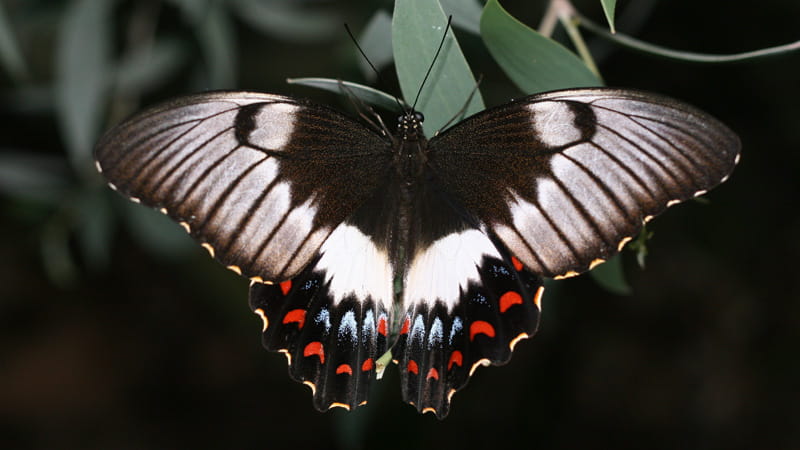 Swallowtail Butterfly. Photo: Peter Sherratt