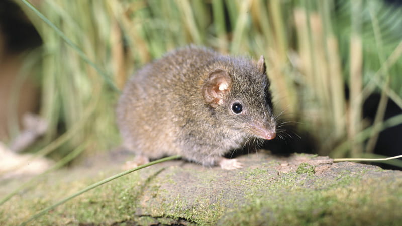 The brown antechinus, Lane Cove National Park. Photo: Ken Stepnell