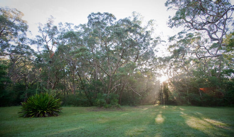 The sun shining through trees at Waterfall Flat picnic area in Royal National Park. Photo: Nick Cubbin &copy; OEH