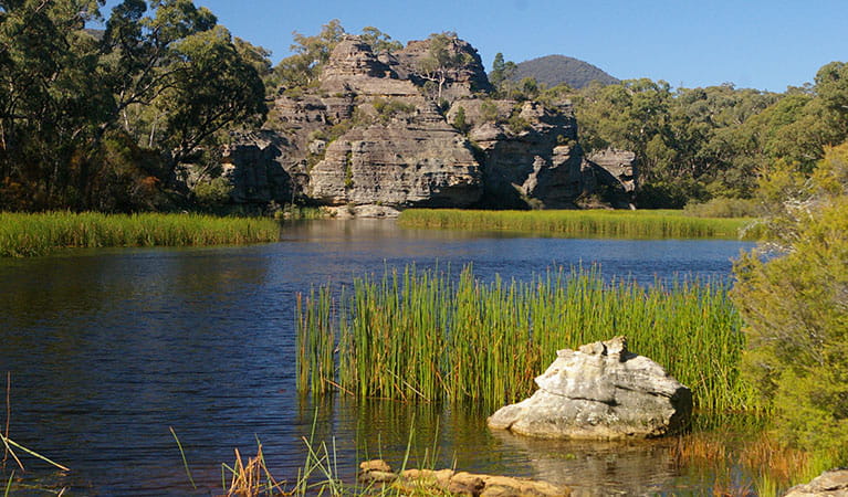 Dunns swamp, Wollemi National Park. Photo: Barry Collier/OEH